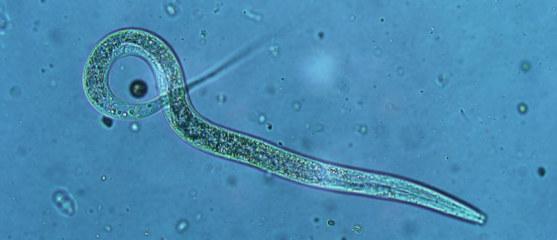 nematode u vodi